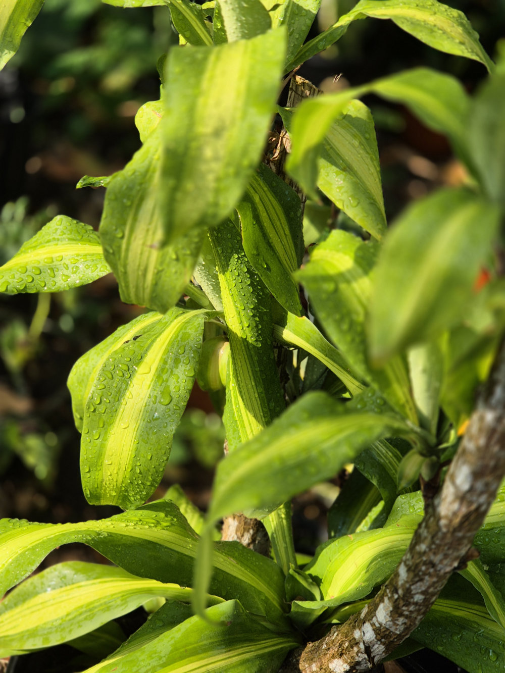 Plants in the Minerva's Botanical nursery